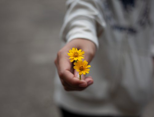 A hand holding a yellow flower extends to you.